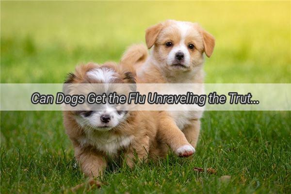 Can Dogs Get the Flu Unraveling the Truth Behind Canine Flu Myths